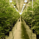 Marijuana plants are grown at Essence Vegas’ 54,000-square-foot marijuana cultivation facility on July 6, 2017 in Las Vegas, Nevada. Image via Getty.
